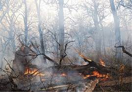 خطر آتش سوزی در مناطق طبیعی و جنگلی آذربایجان شرقی