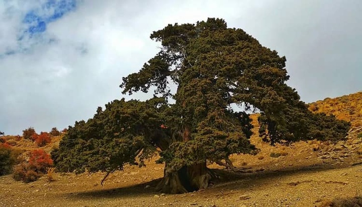 شناسایی درخت اُرس با عمر بیش از ۱۶ قرن در تکاب