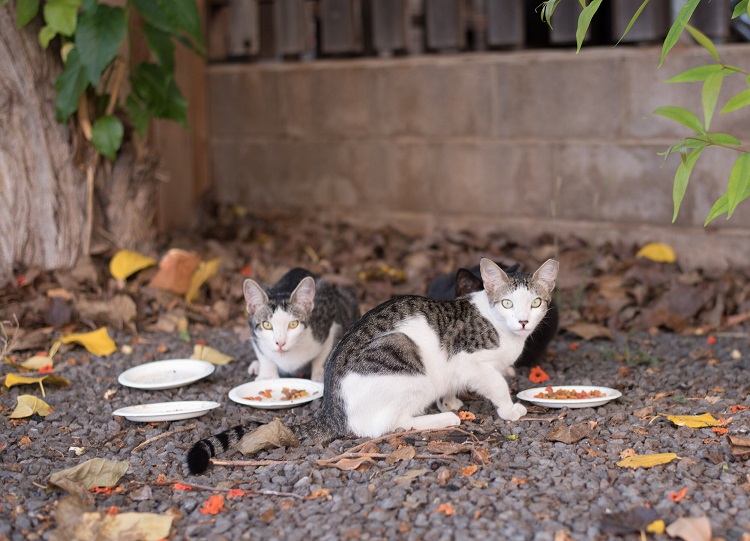 به حیوانات خیابان غذا بدیم؟