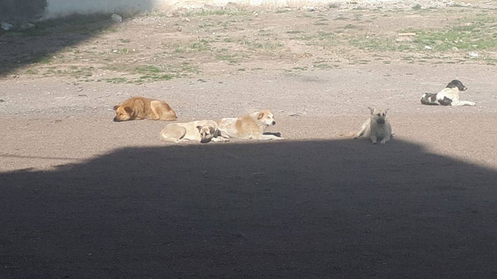 شهرک یاغچیان جولانگاه سگ های ولگرد