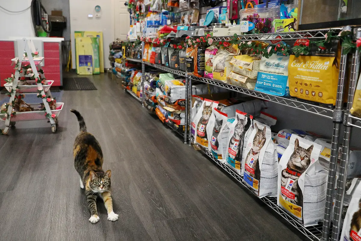 بهترین پت شاپ در تبریز